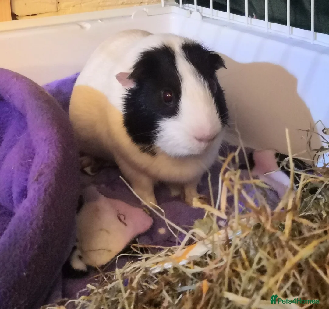 Guinea Pig rodents for sale: Bonded guinea pig boars for adoption - Advert 2