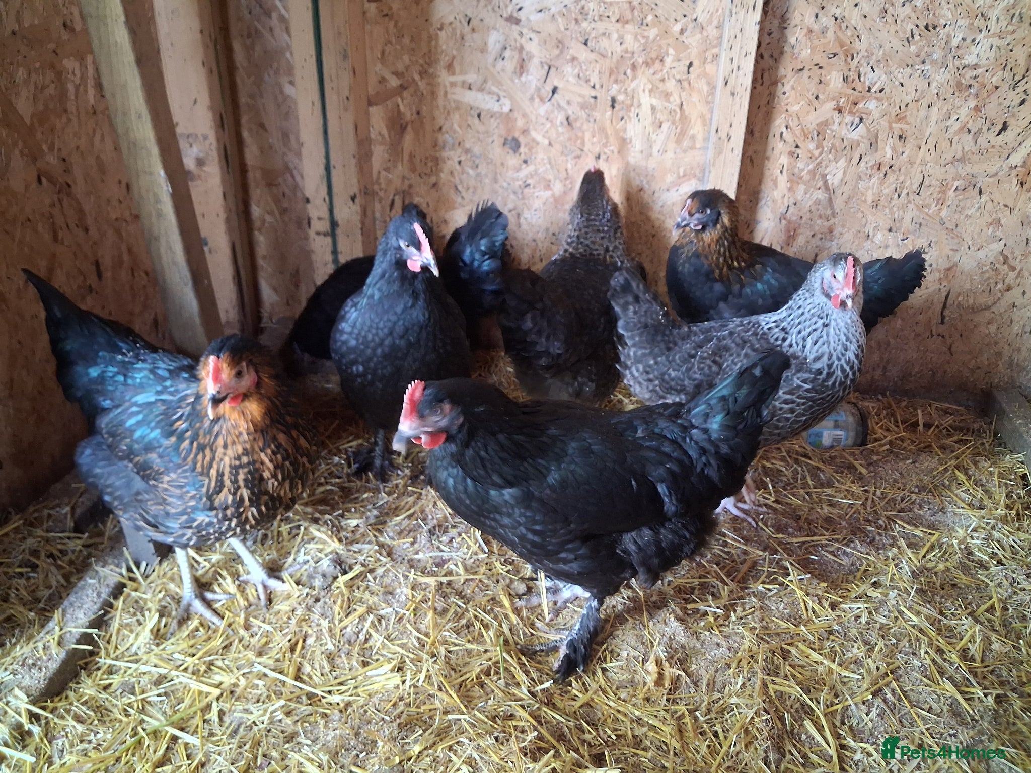 Chickens poultry Point of lay  - Advert 2