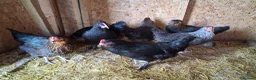 Chickens poultry for sale: Point of lay hens - Advert 2