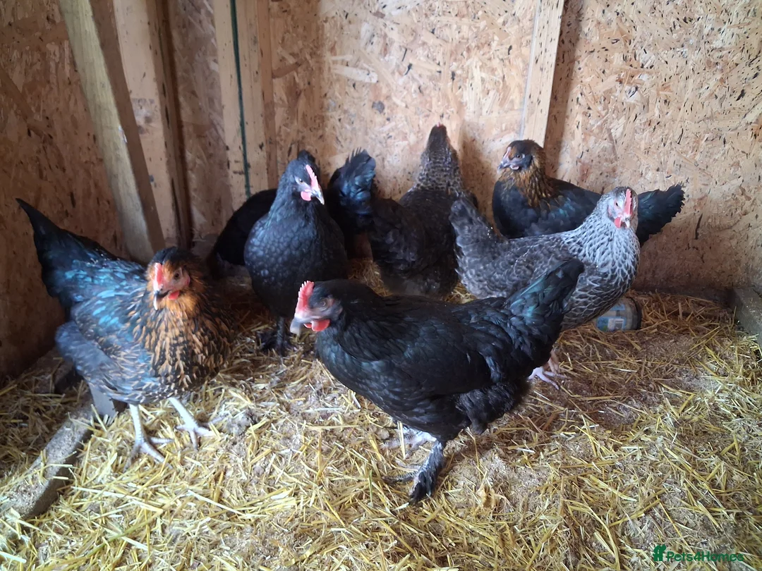 Chickens poultry for sale: Point of lay hens - Advert 2