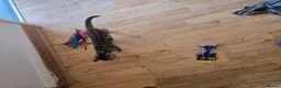 Mixed Breed cats for sale: BEAUTIFUL TABBY KITTENS - Advert 3