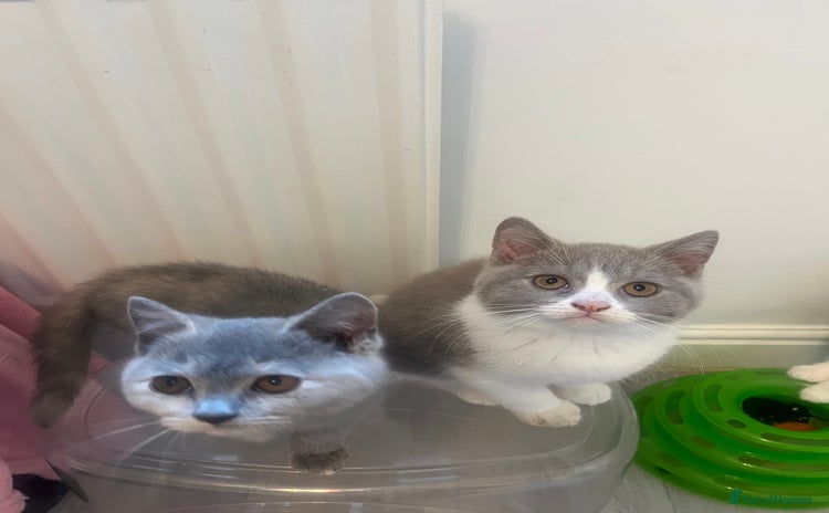 British Shorthair cats - Advert 1
