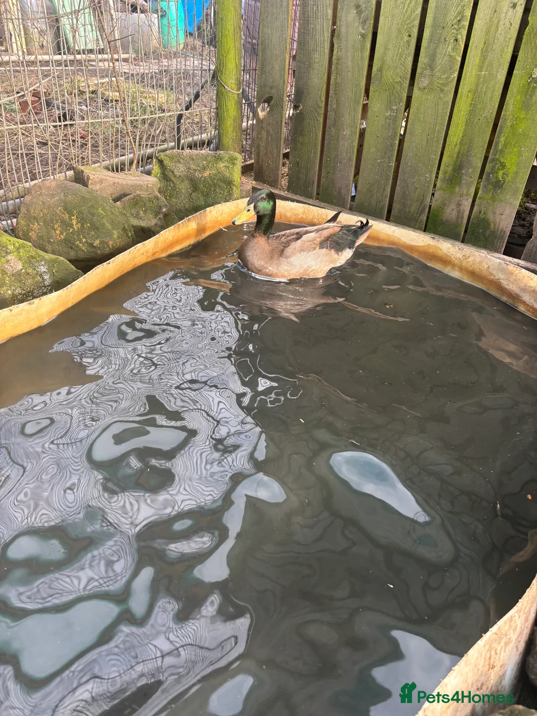 Ducks poultry for sale: 2 male ducks  - Advert 3