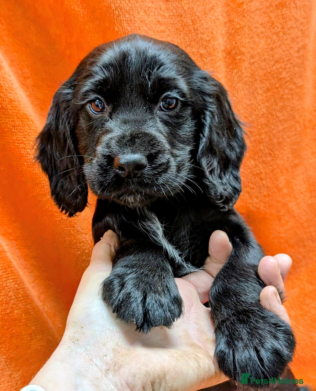Cocker Spaniel dogs for sale: Ready now! KC registered, health tested cocker  - Advert 3