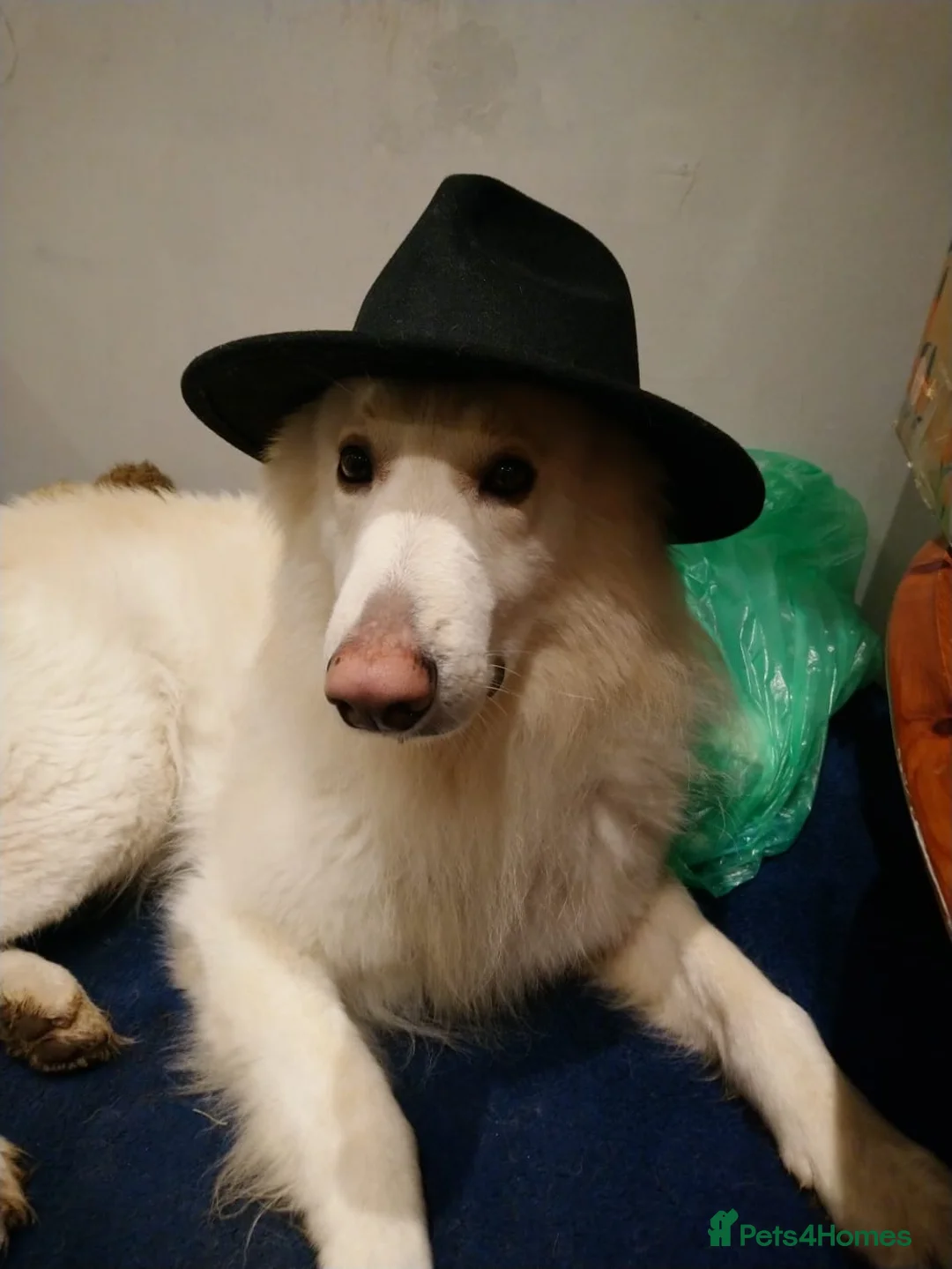 Mixed Breed dogs for sale: White Shepherd Puppies - Advert 8