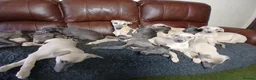 Whippet dogs for sale: High Quality Whippet pups Crufts - Advert 24