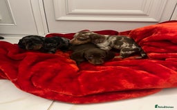 Dachshund dogs for sale: Dachshund  puppies  - Advert 11