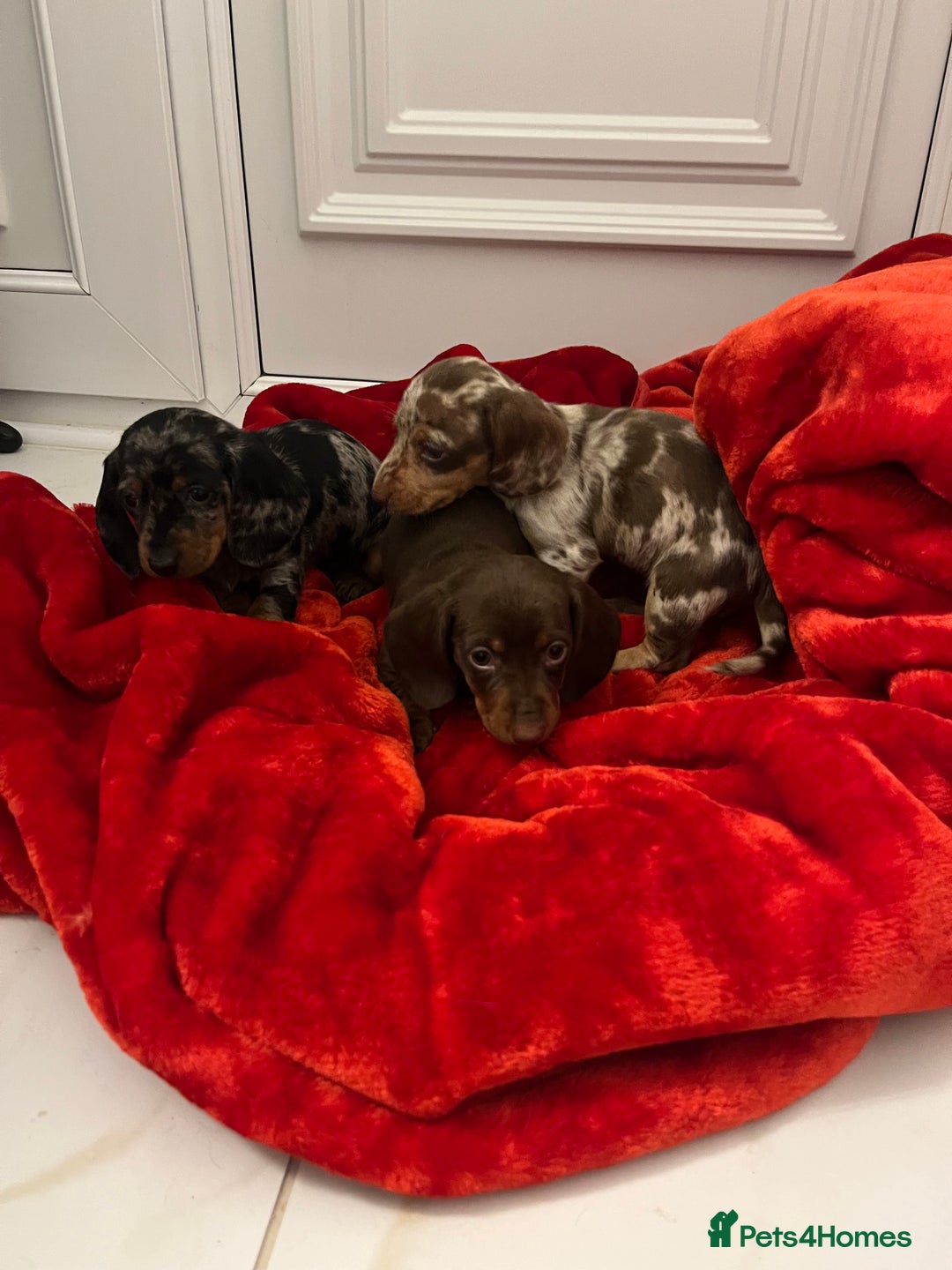 Dachshund dogs for sale: Dachshund  puppies  - Advert 11