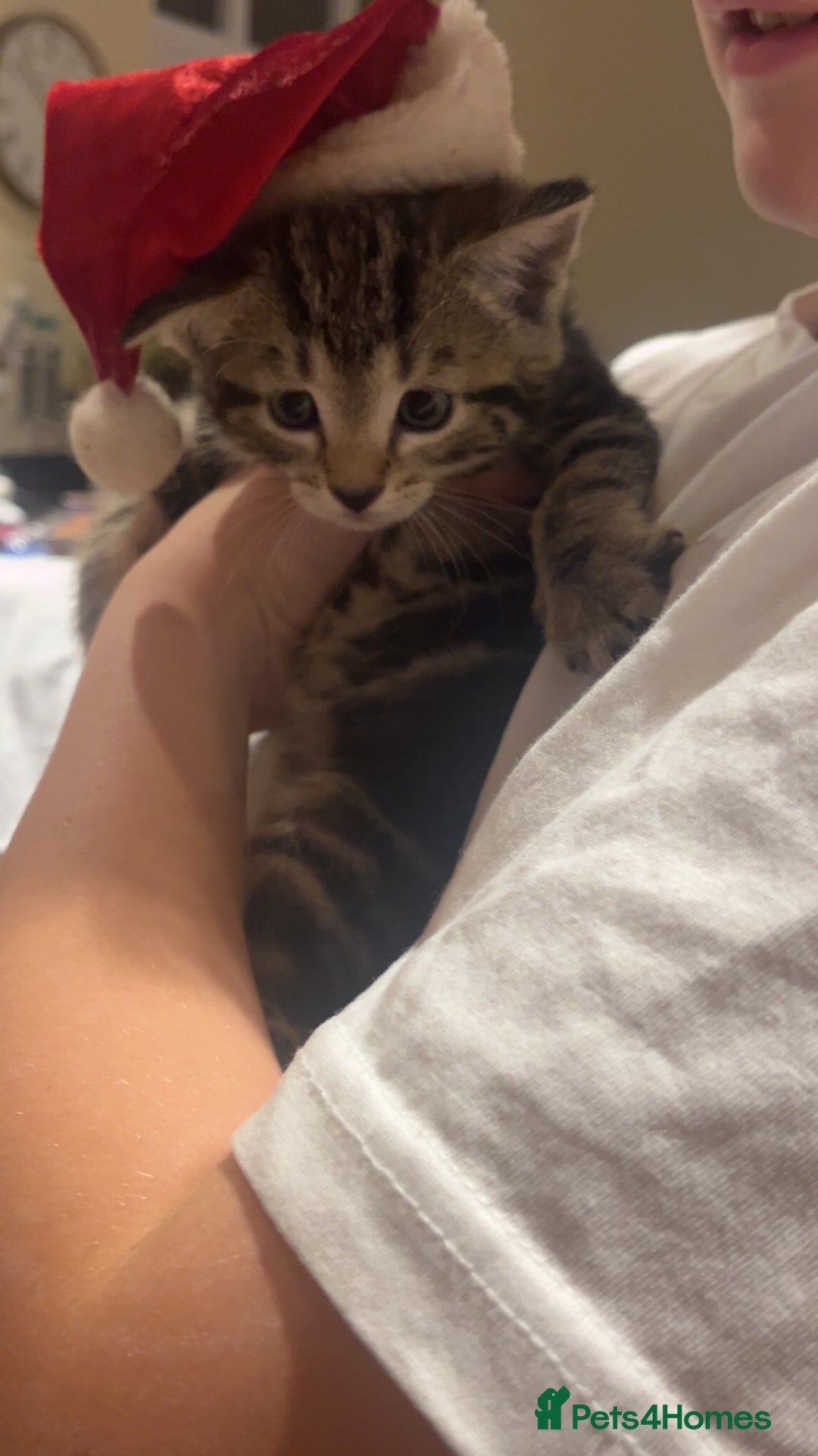 Mixed Breed cats for sale: Kittens looking for forever homes - Advert 6