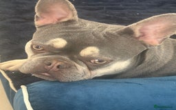 French Bulldog dogs for sale: FEMALE FRENCH BULLDOG…KC REG - Image 2