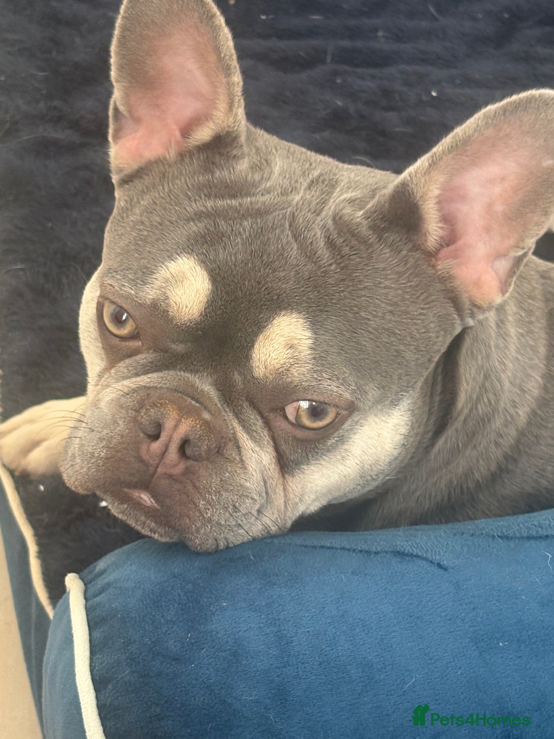 French Bulldog dogs for sale: FEMALE FRENCH BULLDOG…KC REG - Image 2