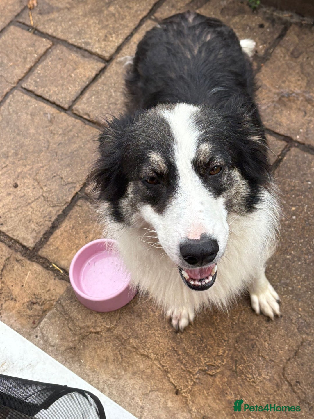 Mixed Breed dogs for adoption: Fern  - Image 6
