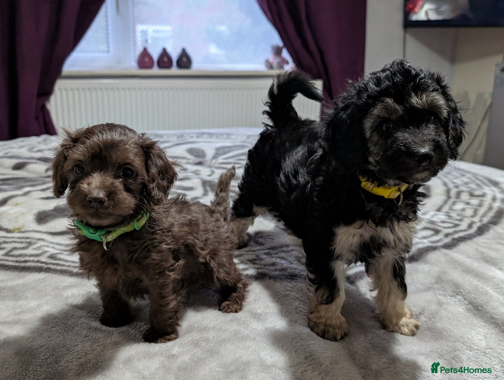 Cockapoo dogs F2b cockapoo pups health test parents - Advert 1
