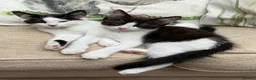Mixed Breed cats for sale: Ragdoll cross kittens ready to go in Chester - Advert 1
