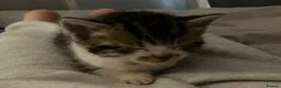 Domestic Shorthair cats for sale: Beautiful kittens in Northampton - Advert 9