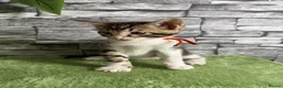 Bengal cats for sale: 5 beautiful girl bengal cross breed 🩷 - Advert 22