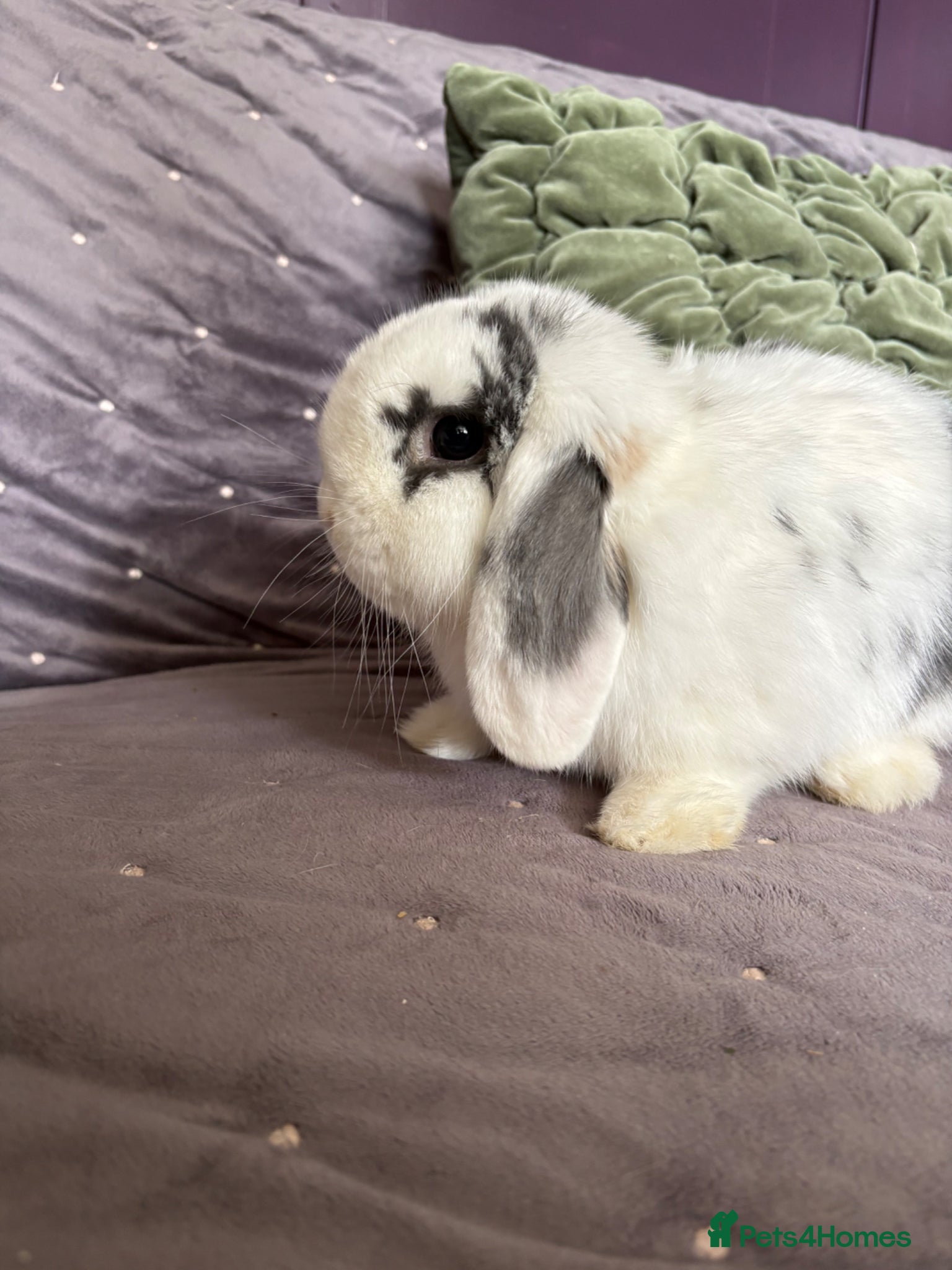 Dwarf Lop rabbits Friendly little lop Dexter flufferton  - Advert 3