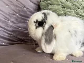 Dwarf Lop rabbits Friendly little lop Dexter flufferton - Advert 3