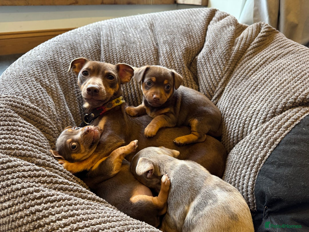 Jack Russell dogs for sale: Gorgeous miniature Jack Russell puppies  - Image 1