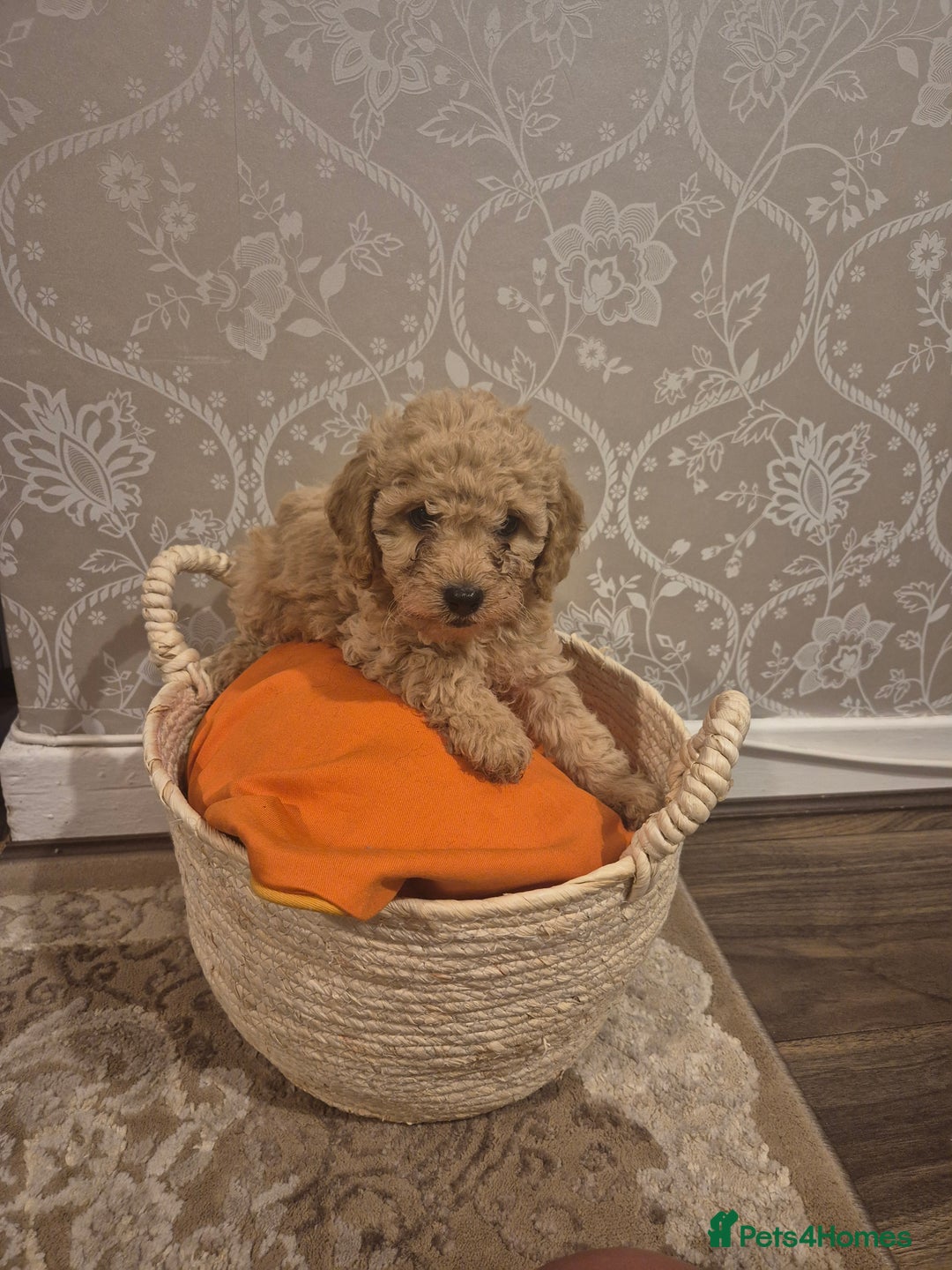 Cavapoo dogs for sale: Pedigree cavapoos  - Advert 5