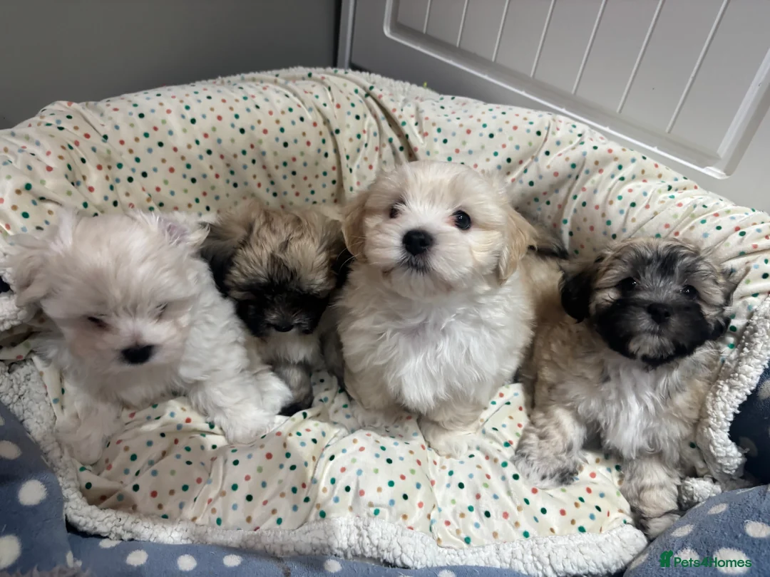 Maltipoo dogs for sale: Maltipoo - Advert 15