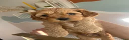 Cavapoochon dogs for sale: Cavapoochon puppies for adortion - Advert 5