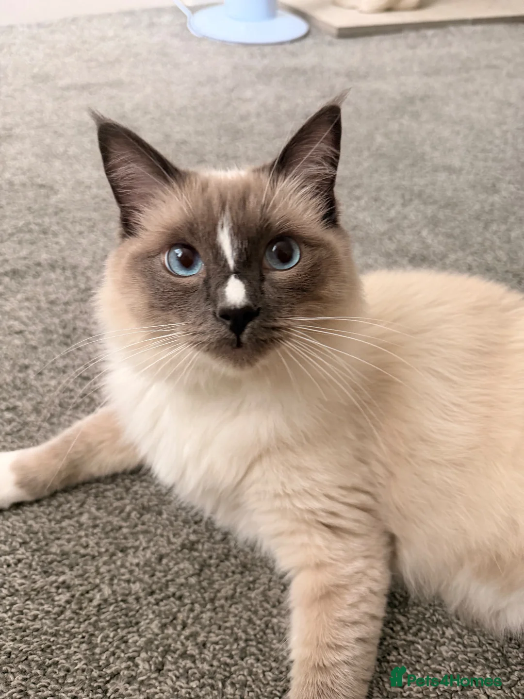 Ragdoll cats for sale: Milo is looking for a loving home 🐾 in Burnley - Advert 1