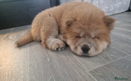 Chow Chow dogs for sale: Chow chow puppy - Image 6