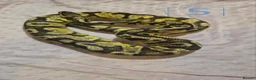 Python Snake reptiles for sale: rehoming/ breeding snakes - Advert 7