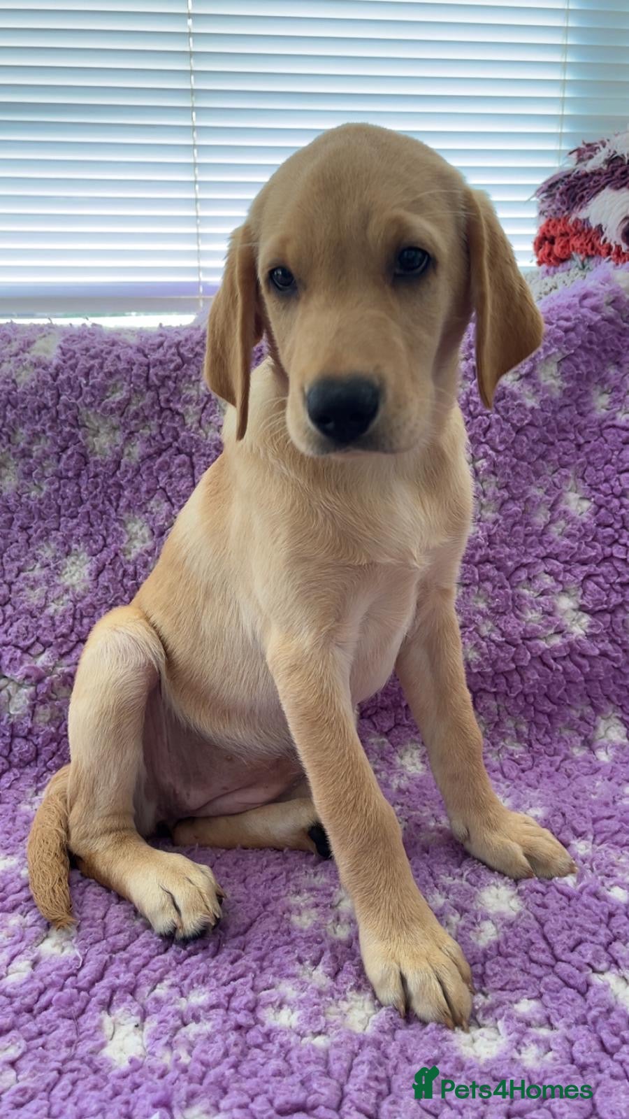 Labrador Retriever dogs KC Reg Labradors from Fully Health tested parents - Advert 2