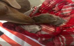 Chiweenie dogs for sale: Cheweenie - Image 28