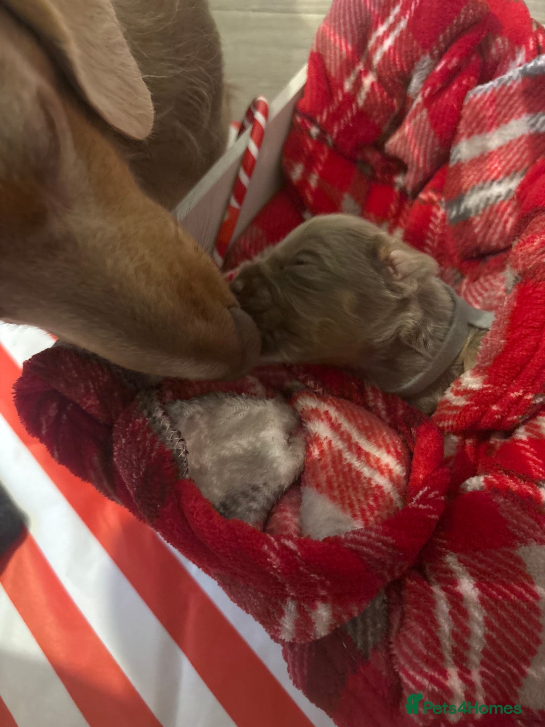 Chiweenie dogs for sale: Cheweenie - Image 28