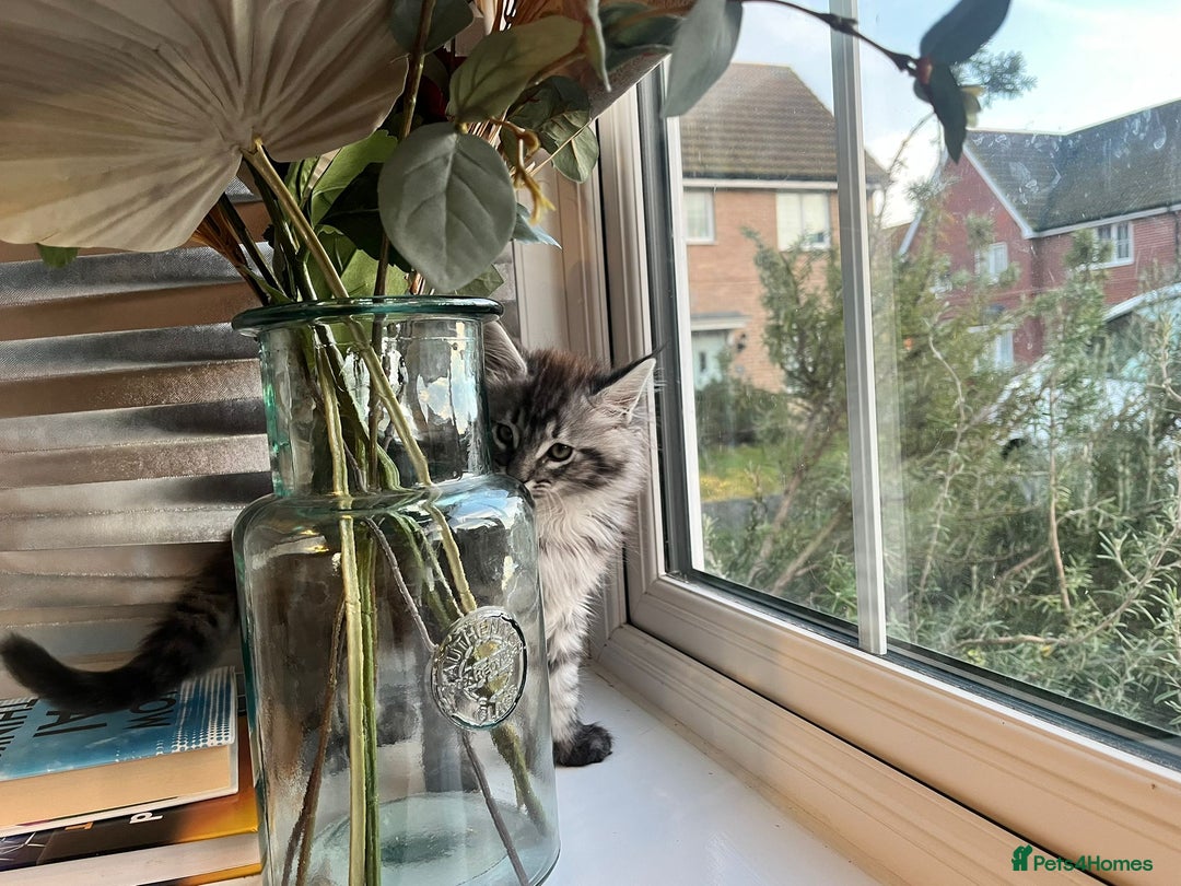 Maine Coon cats for sale: Tiny Tigers, Maine Coon Kittens for Sale - Advert 10