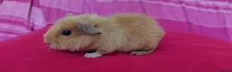 Guinea Pig rodents for sale: Teddy Guinea Pigs looking for new families - Advert 4
