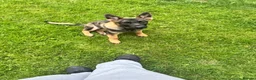 German Shepherd dogs for sale: German shepherd puppy female  - Advert 5