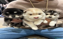 Pomsky dogs for sale: Pomsky puppies  - Image 1