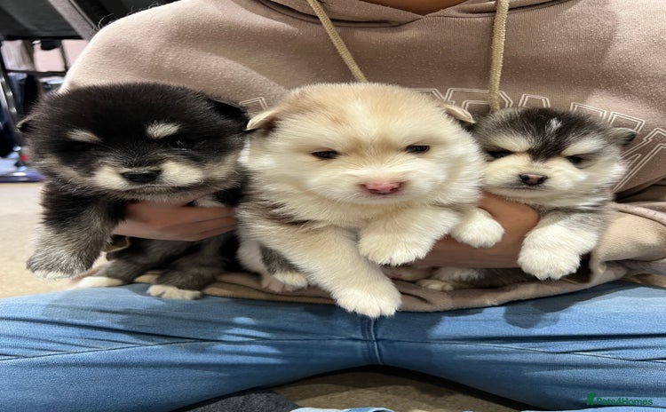 Pomsky dogs - Advert 1