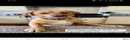 Golden Retriever dogs for stud: Male dog for stud - Advert 5