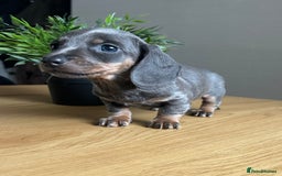 Miniature Dachshund dogs for sale: Perfecf kc true miniature dachshunds - Image 3