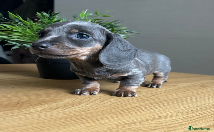 Miniature Dachshund dogs - Advert 1