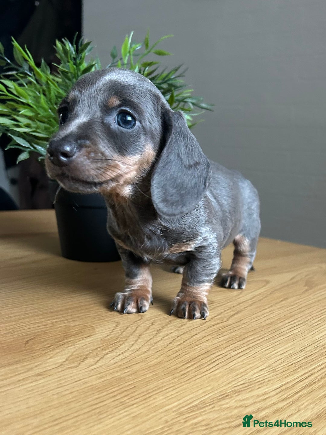 Miniature Dachshund dogs for sale: Perfecf kc true miniature dachshunds - Image 3