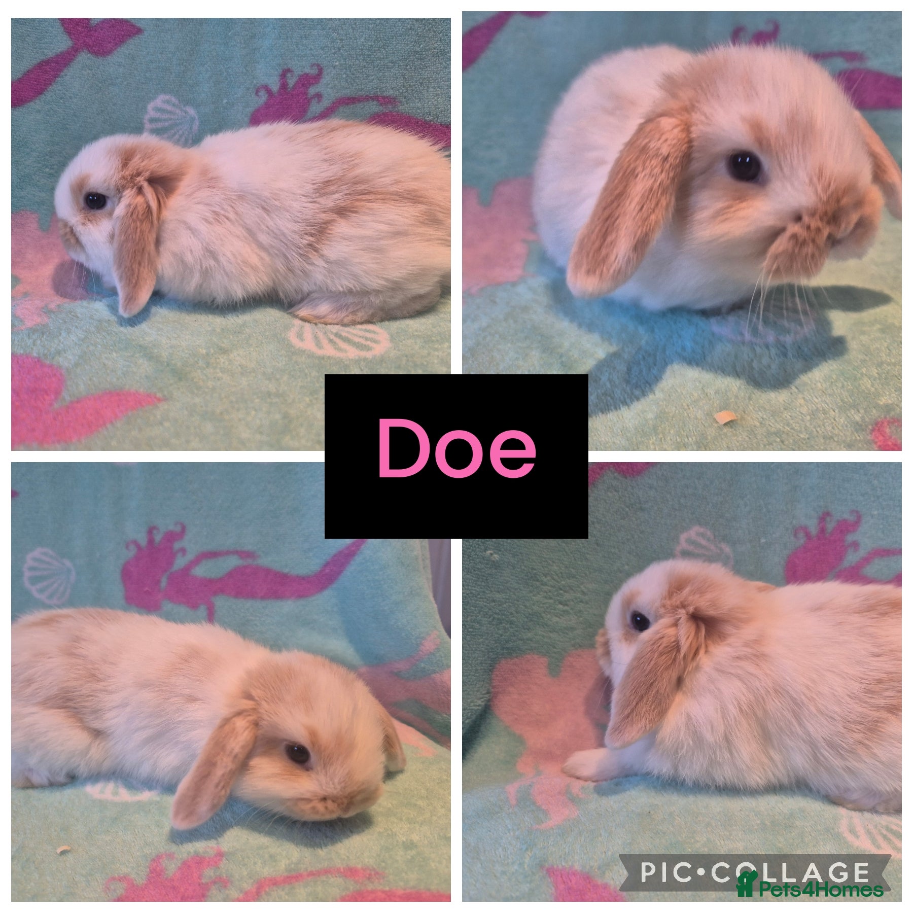 Mini Lop rabbits Beautiful litter of 10 mini lops - Advert 8