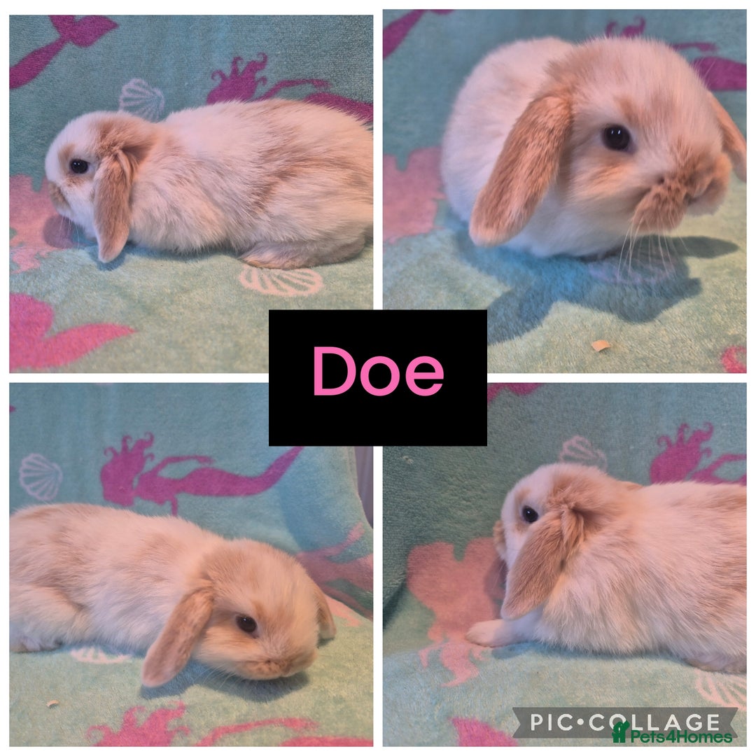 Mini Lop rabbits for sale: Beautiful litter of 10 mini lops - Advert 2
