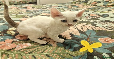 Devon Rex cats Darling Devons - Advert 6