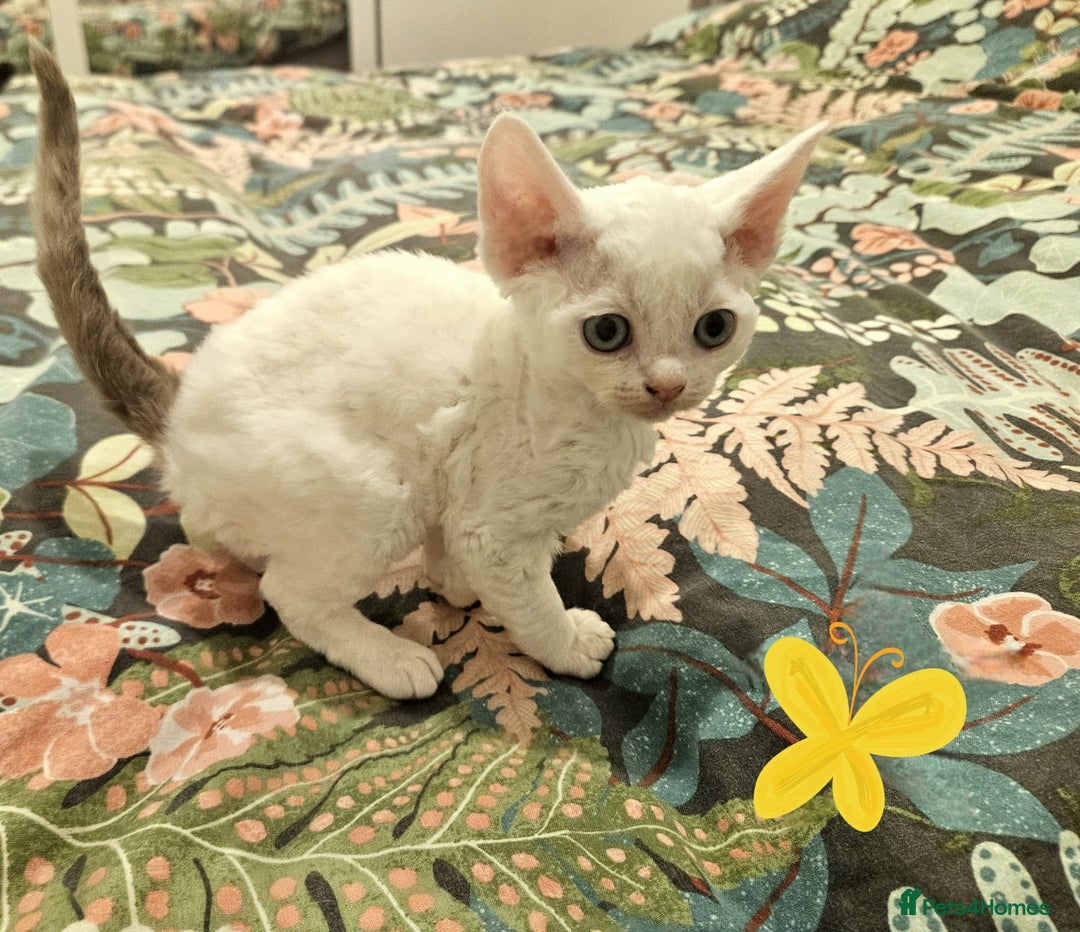 Devon Rex cats for sale: Darling Devons - Advert 3