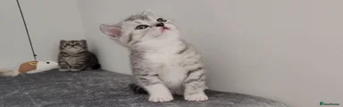 British Shorthair - Silver Spotted fur - Girl 