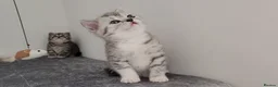 British Shorthair cats for sale: 🏆 Pedigree Silver British Shorthair Kittens 🏆 - Advert 14