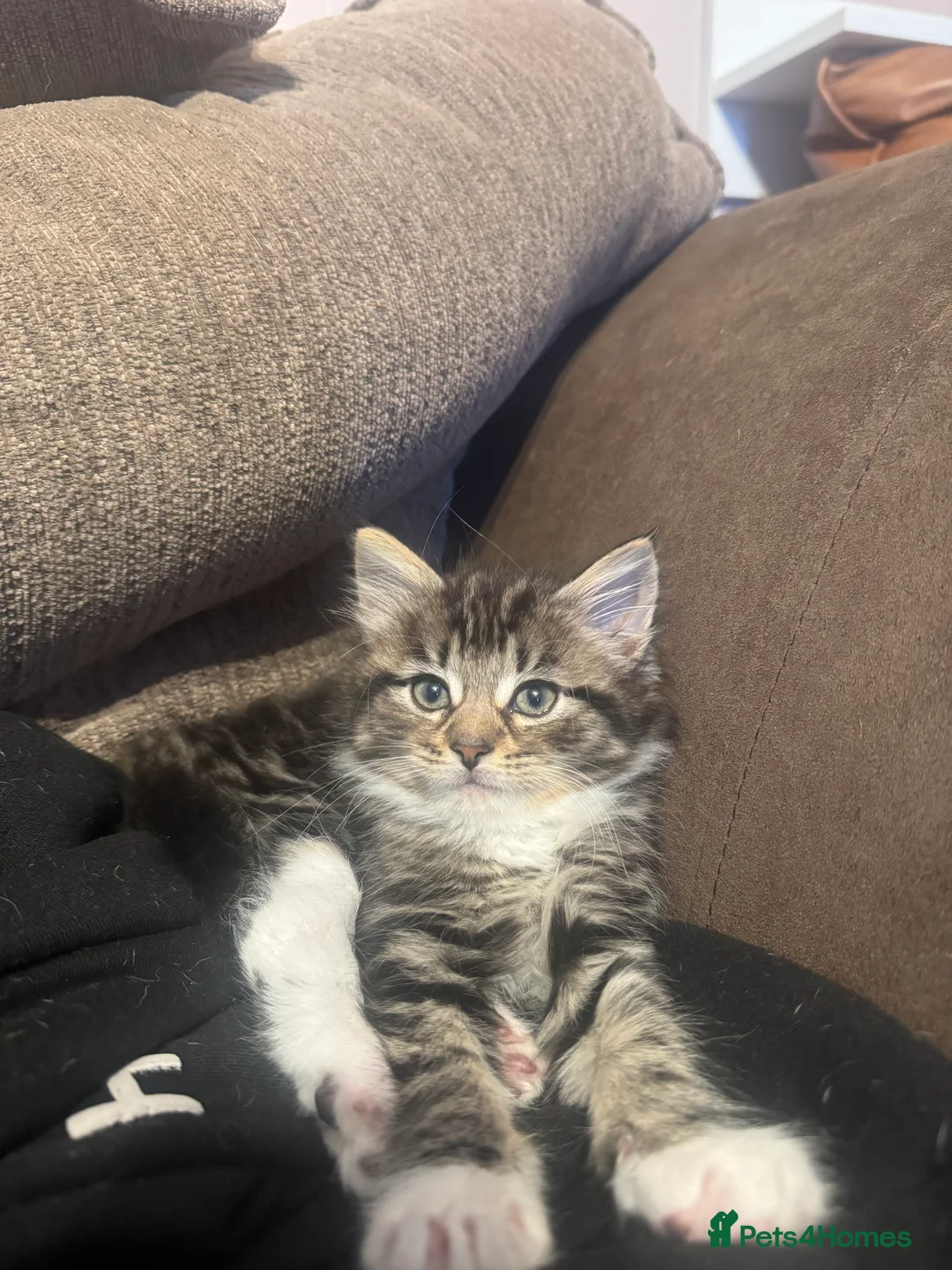 Mixed Breed cats for sale: Kittens for sale  in Fort William - Advert 6