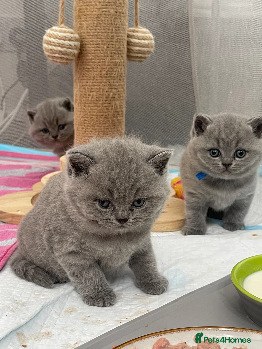 British Shorthair cats for sale: TICA registered champion bloodline BSH kittens - Advert 1