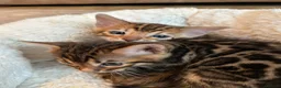 Bengal cats for sale: ❤️ Stunning Pure Bengal Kittens ❤️ - Advert 17